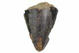Serrated, Fossil Tyrannosaur (T rex) Partial Tooth Tip - Wyoming #357033-1